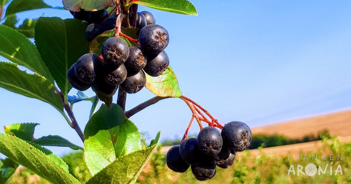 Aroniabeeren aus Franken - Bio. Regional. Made in Germany.
– Frankenaronia