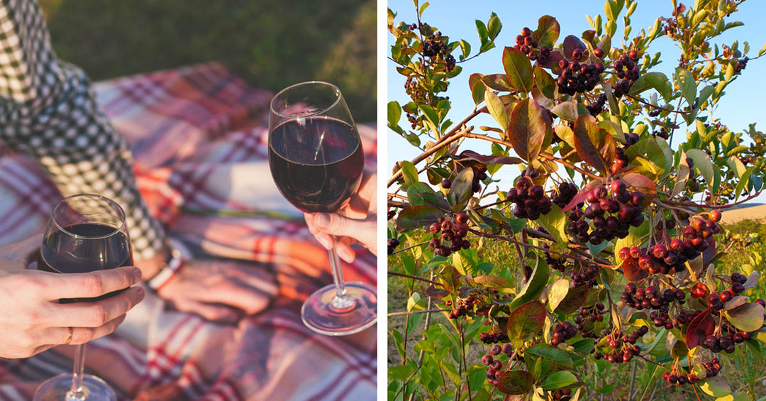 Lust auf einen Aroniapicknick - Frankenaronia