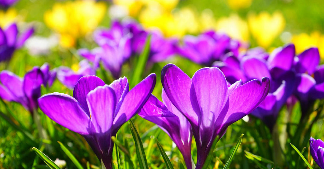 2024-03-19 Das große Erwachen zum Frühlingsanfang - Frankenaronia