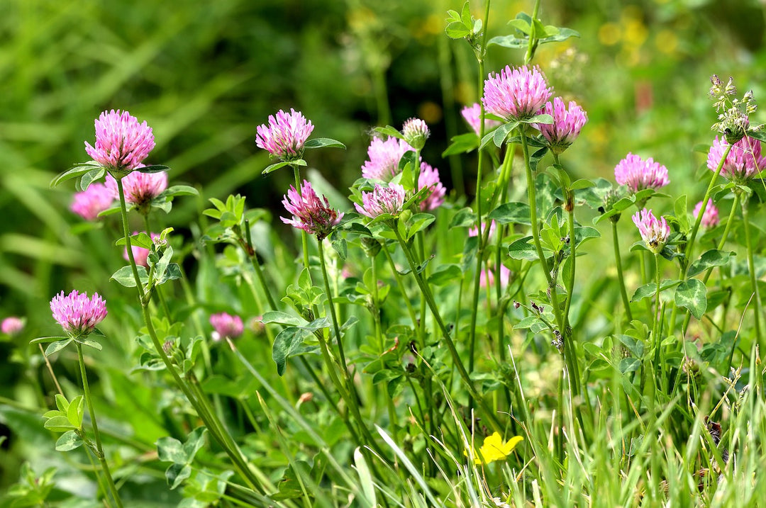 Ein natürliches Trio für den weiblichen Hormonhaushalt - Frankenaronia