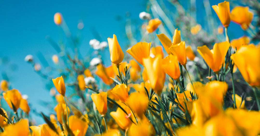 April, April, der macht was er will - Frankenaronia