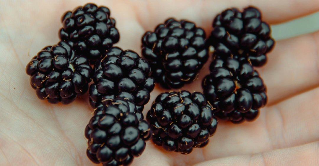 Schwarze Himbeere Superfoods - Frankenaronia