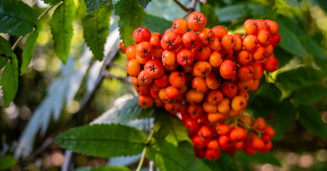 Vogelbeeren Stark gegen Erkältung, Rheuma und Gicht