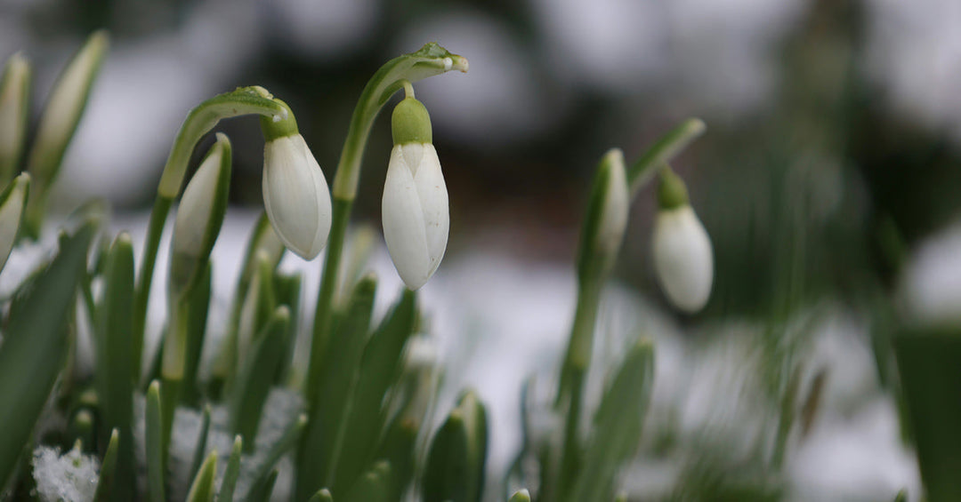 2025-02-25 Wenn Schneeglöckchen zu uns sprechen - FrankenAronia
