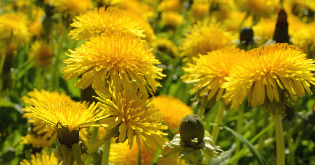 2025-04 Lust auf einen leckeren Salat aus Löwenzahn - Frankenaronia