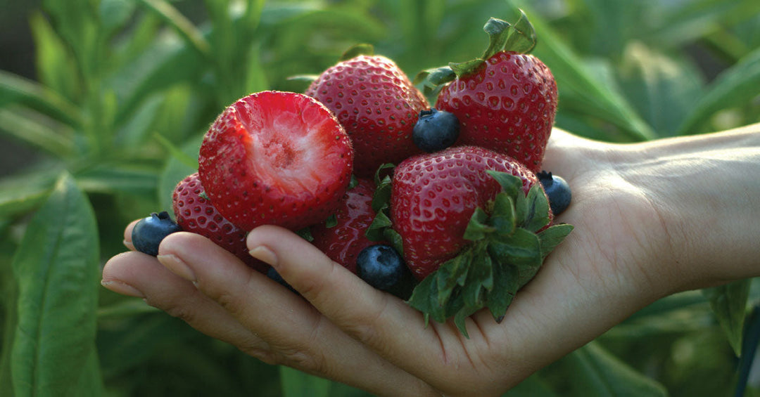 Obst und Gemüse: Die Königinnen der Ballaststoffe - Frankenaronia