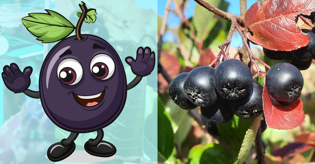 2025-11-04 Aronia Die Spaßbeere mit Kick - Frankenaronia