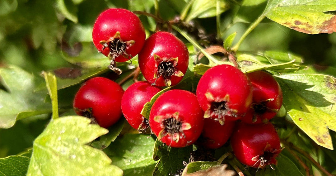 2025-12 Exotische Beeren Weissdornbeeren Gojibeeren Kapstachelbeeren - Frankenaronia