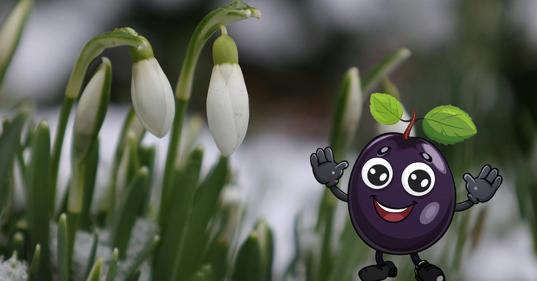 2026-02-17 Hier und da blickt ein Schneeglöckchen raus - Frankenaronia