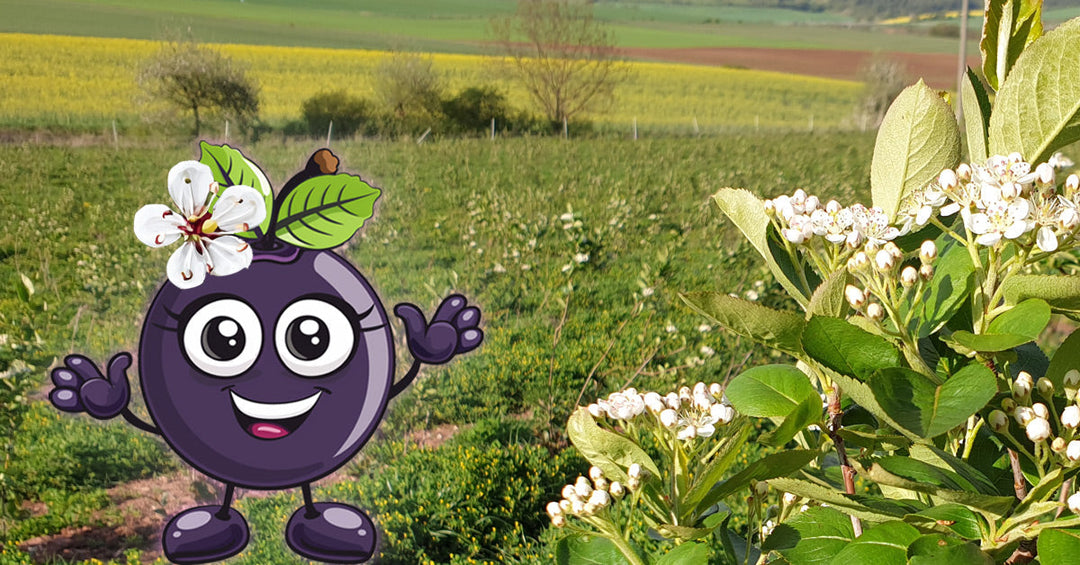 2026-03-03 Frankenaronia - Zum Frauentag nur das Beste für meinen Schatz