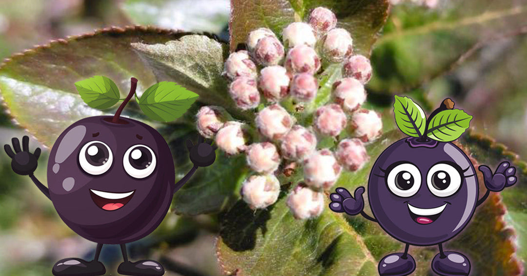 2026-04-28 Frankenaronia - Wenn der Regen wegbleibt leiden wir