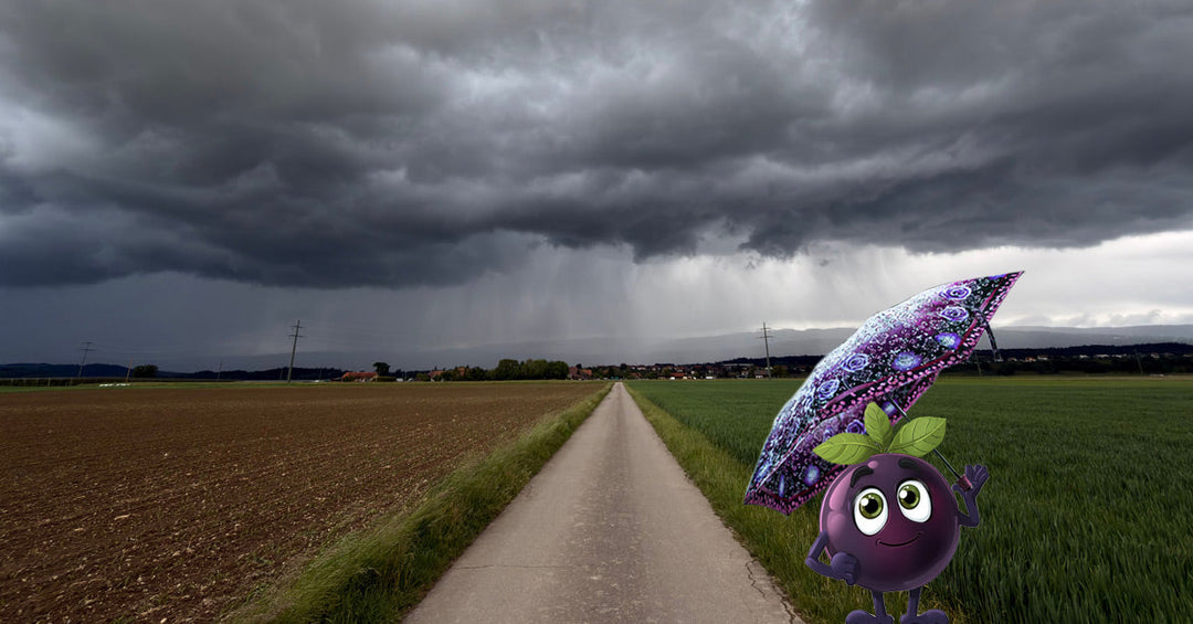 Frankenaronia - El Nino macht uns zu schaffen