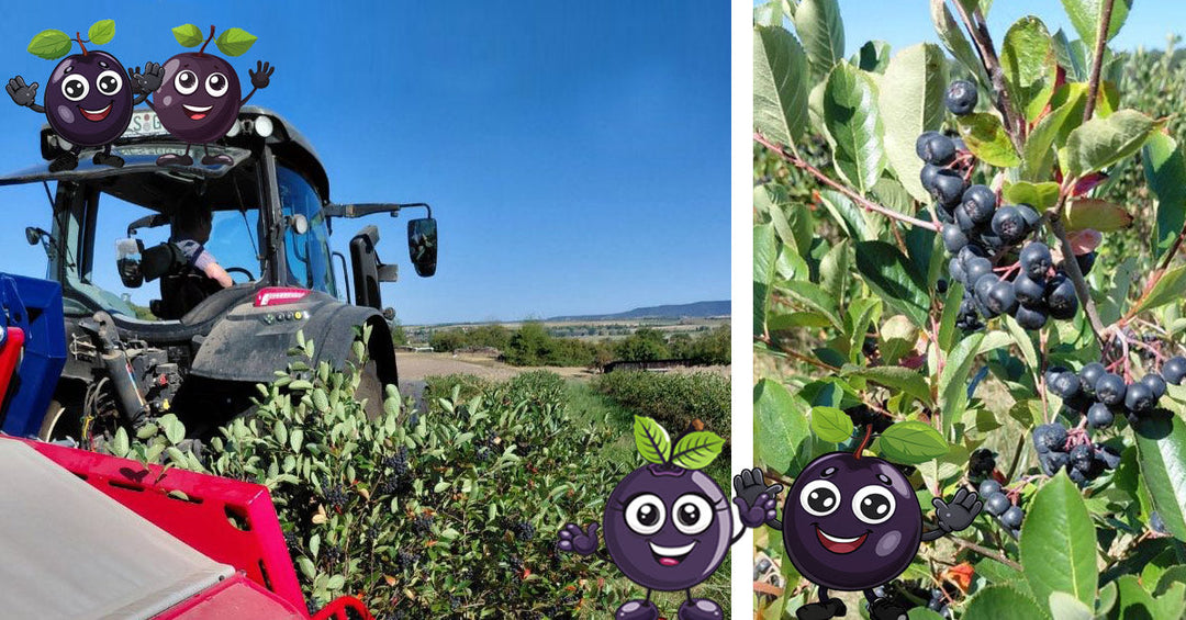2026-08-18 Frankenaronia - Was tun, wenn es nicht so läuft wie gehofft