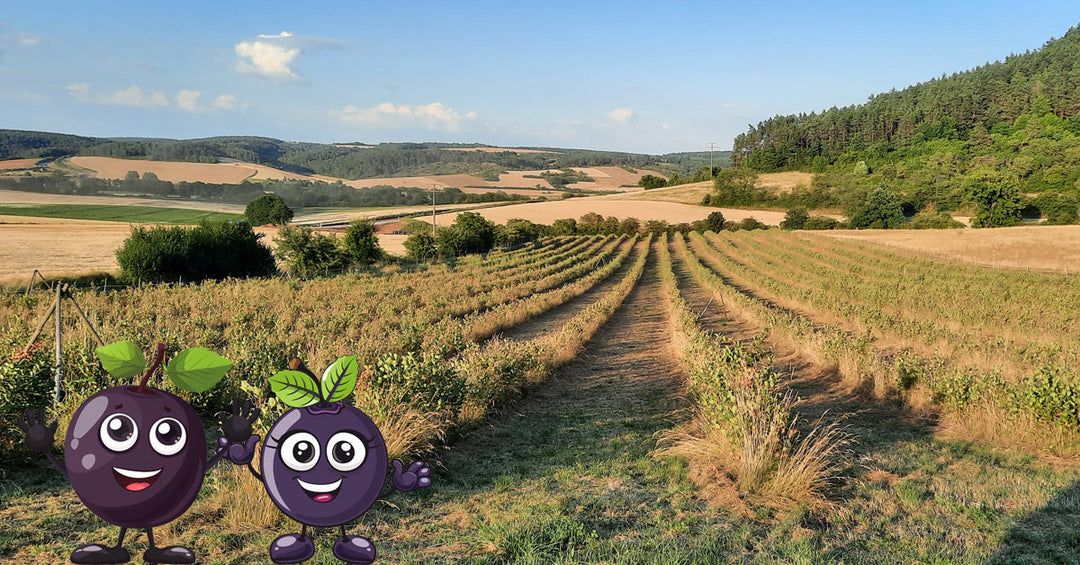 2026-09-08 Frankenaronia - Sommer ade, der Herbst naht