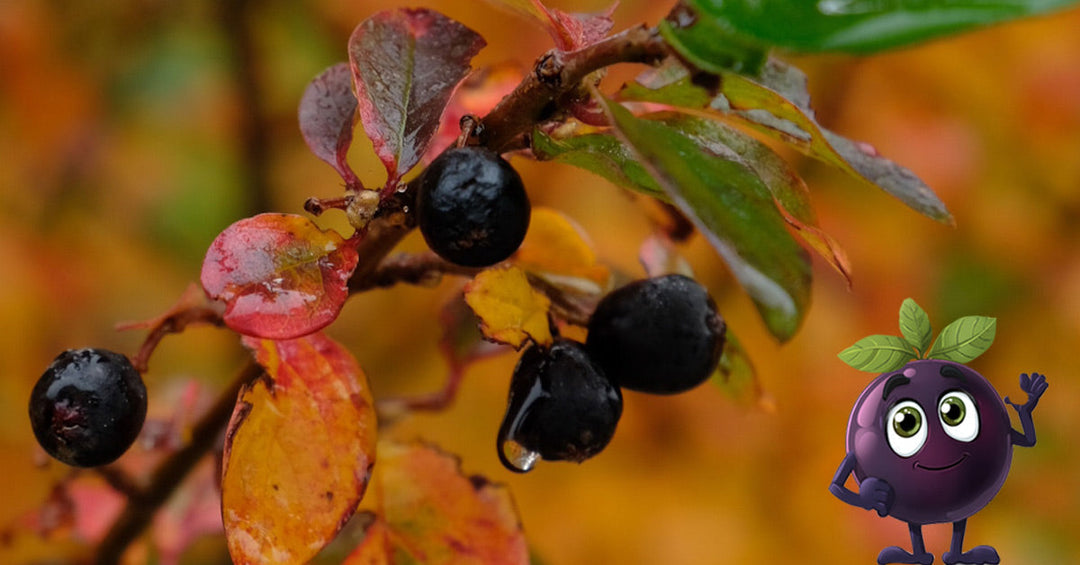 2026-09-15 Frankenaronia - Fit für den Herbstfriseurtermin
