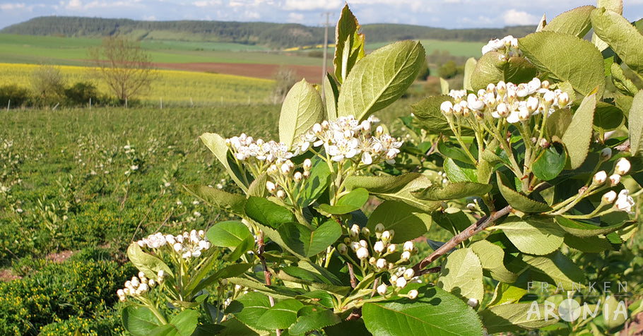 Aronia – unser exotisches Superfood aus Franken