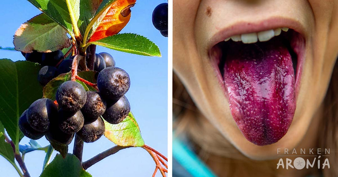 Perfekte Morgenroutine mit Aronia - Frankenaronia